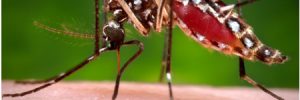 mosquito taking a blood meal