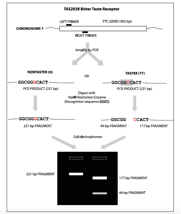 haeii digestion