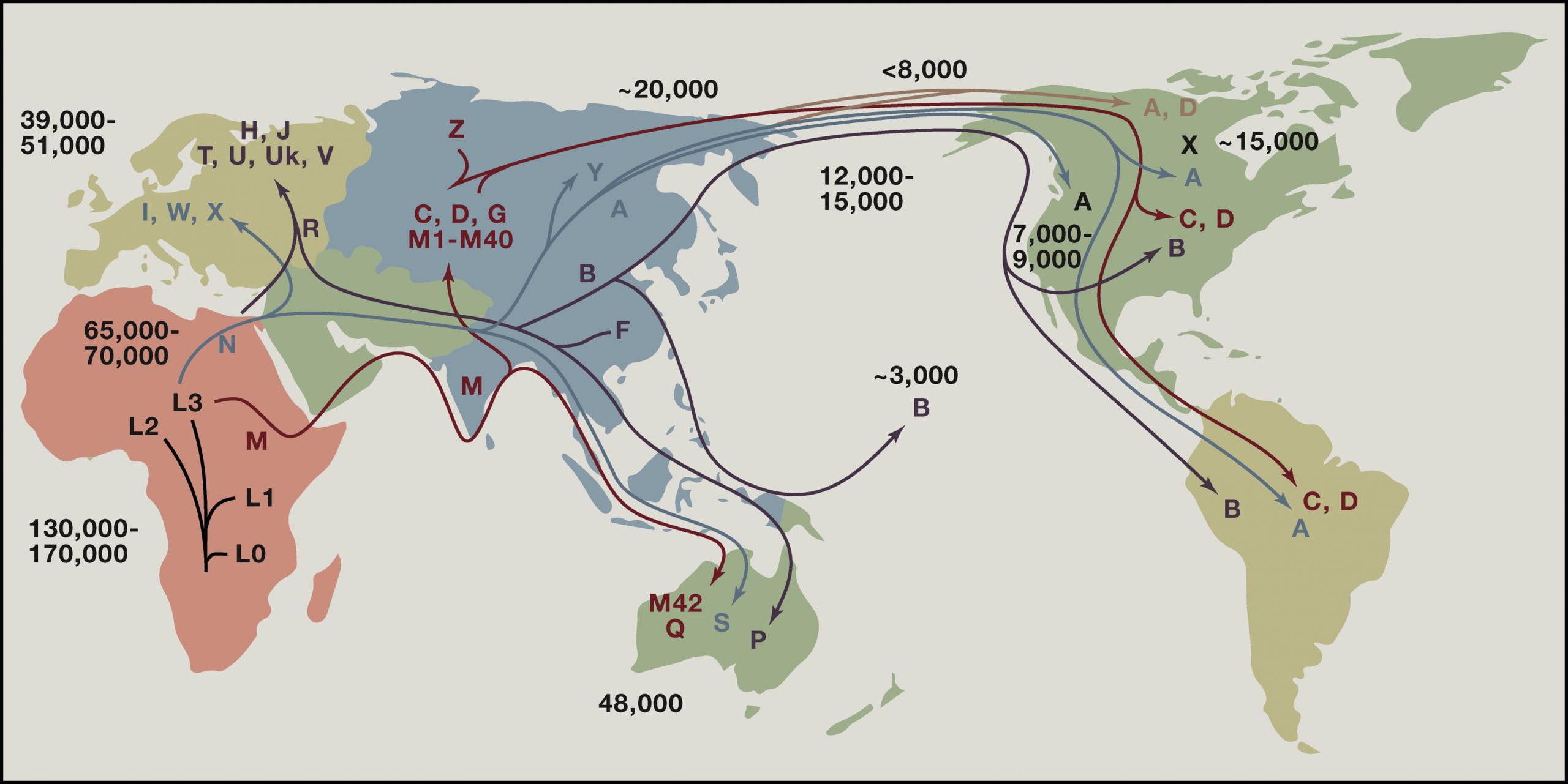 map of human mitochondrial genome        <h3 class=