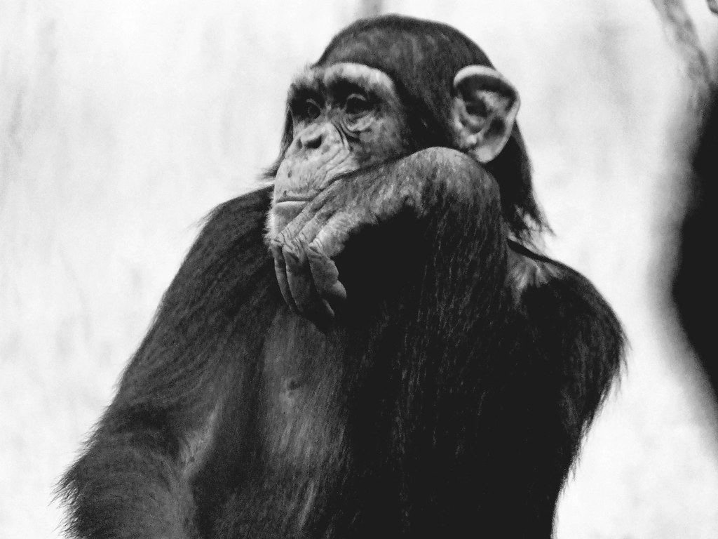 Black and white photo of chimpanzee sitting with head resting on hand.