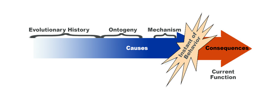 Continuum of causes and effects on behavior based on Tinbergen.