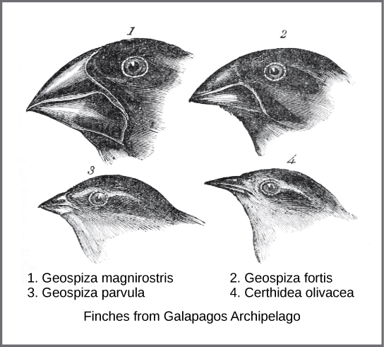 Darwin's Finches - variations in beak shape correlate to food niches.
