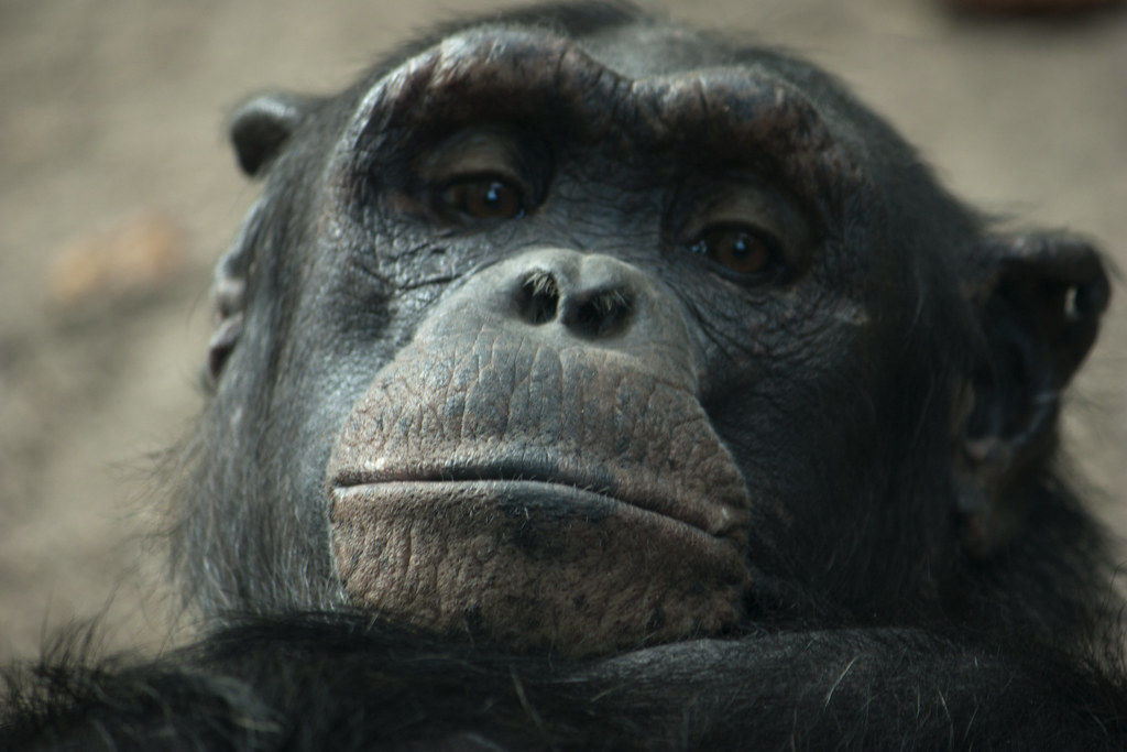 Photo of chimpanzee staring at the camera.