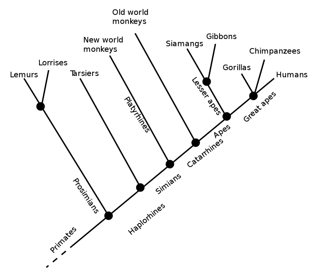 Line graph showing evolutionary connections among primates.
