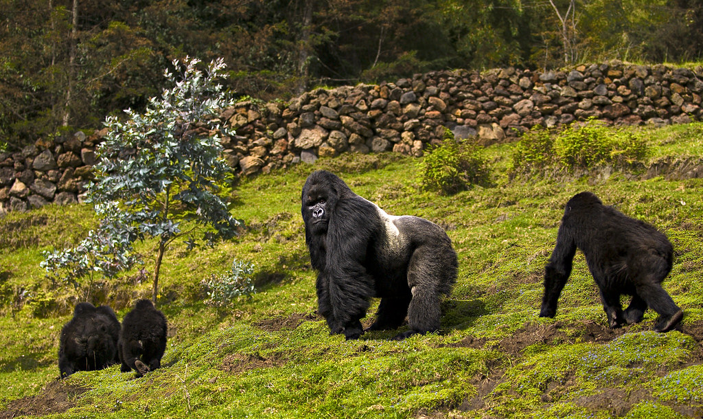 Male silverback gorilla and two females in a field.
