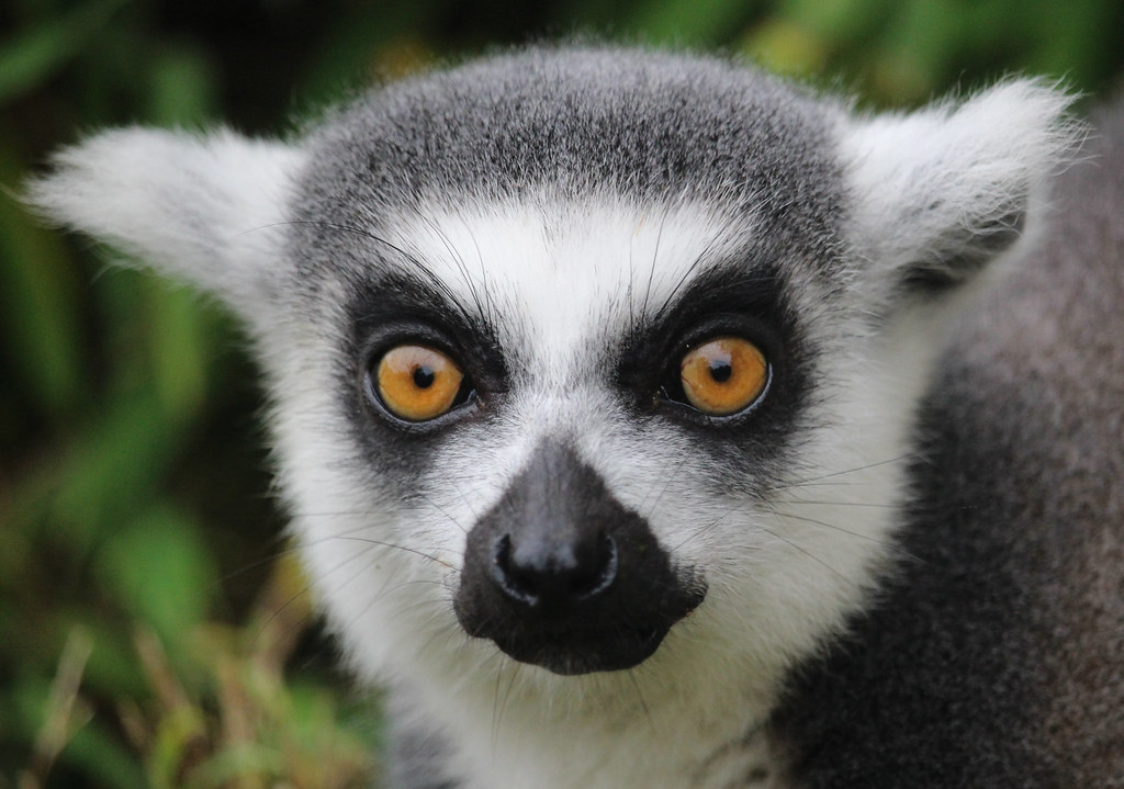 Ringtailed Lemur staring at the camera