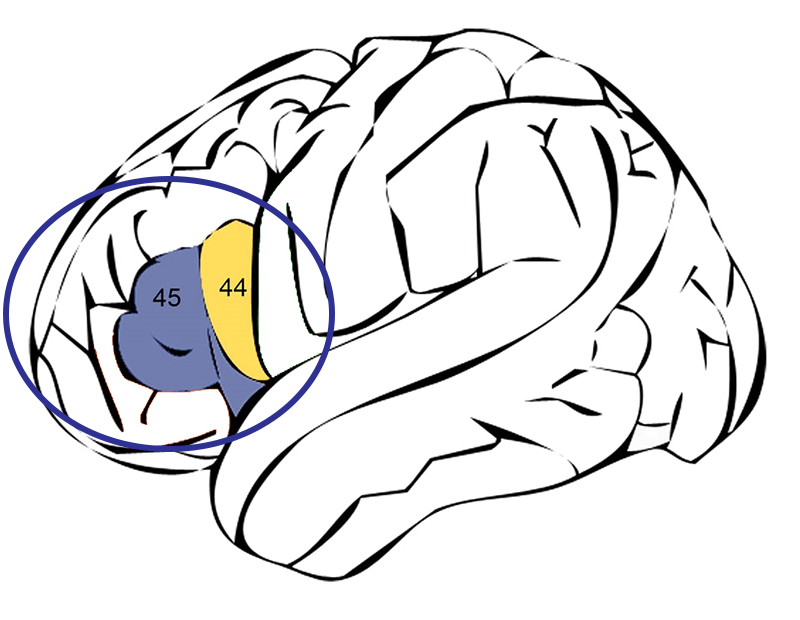 drawing of brain showing Broca's area.