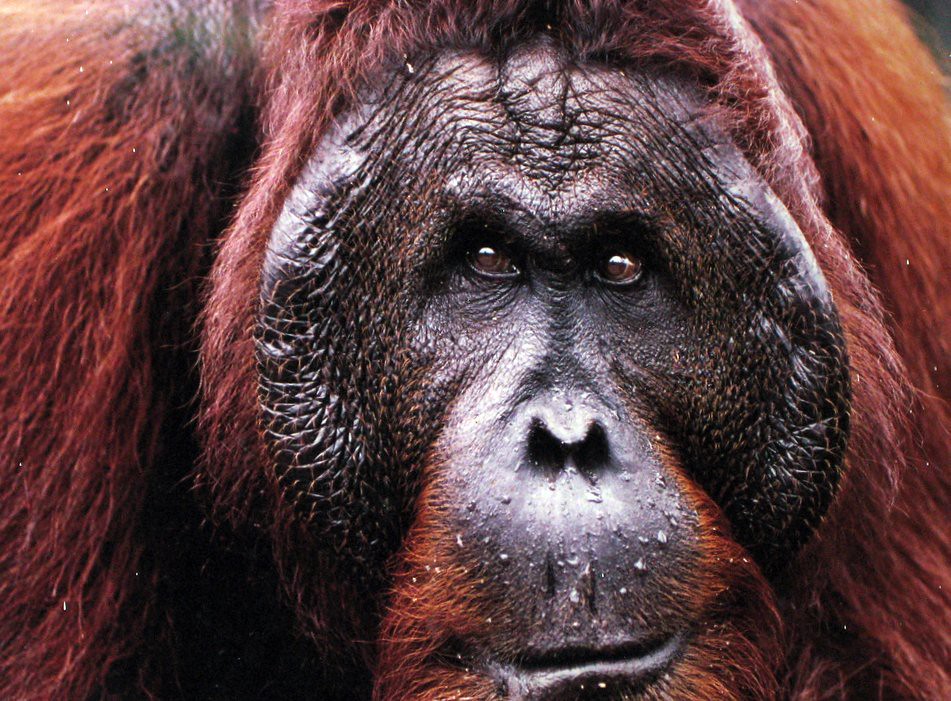 Close up of male orangutan face.