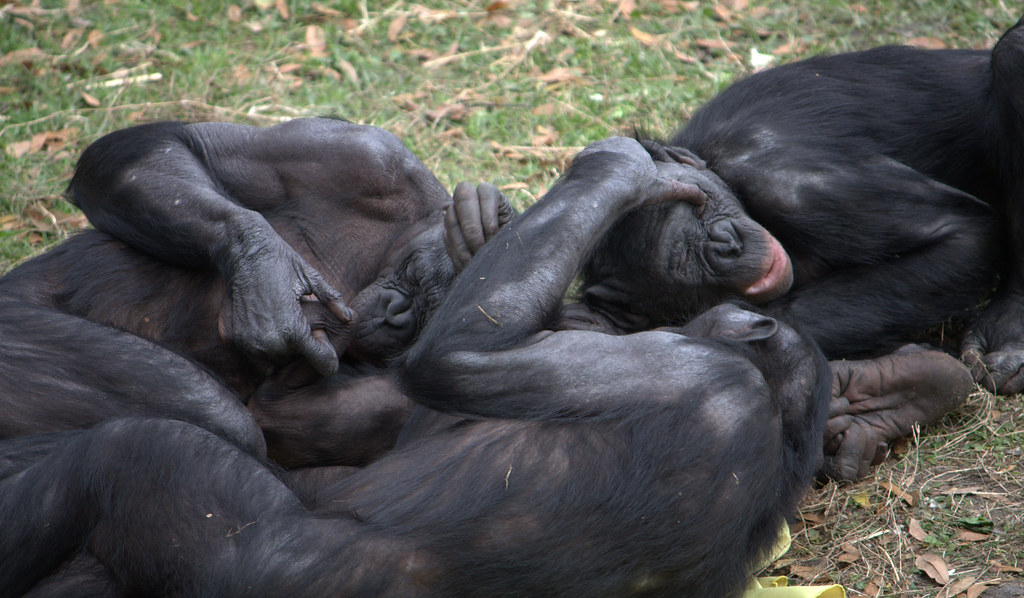 Bonobos lying together in the grass.