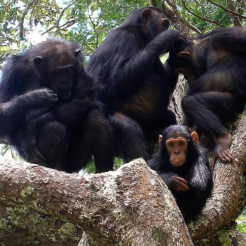 Female chimpanzees sit in a tree grooming each other.