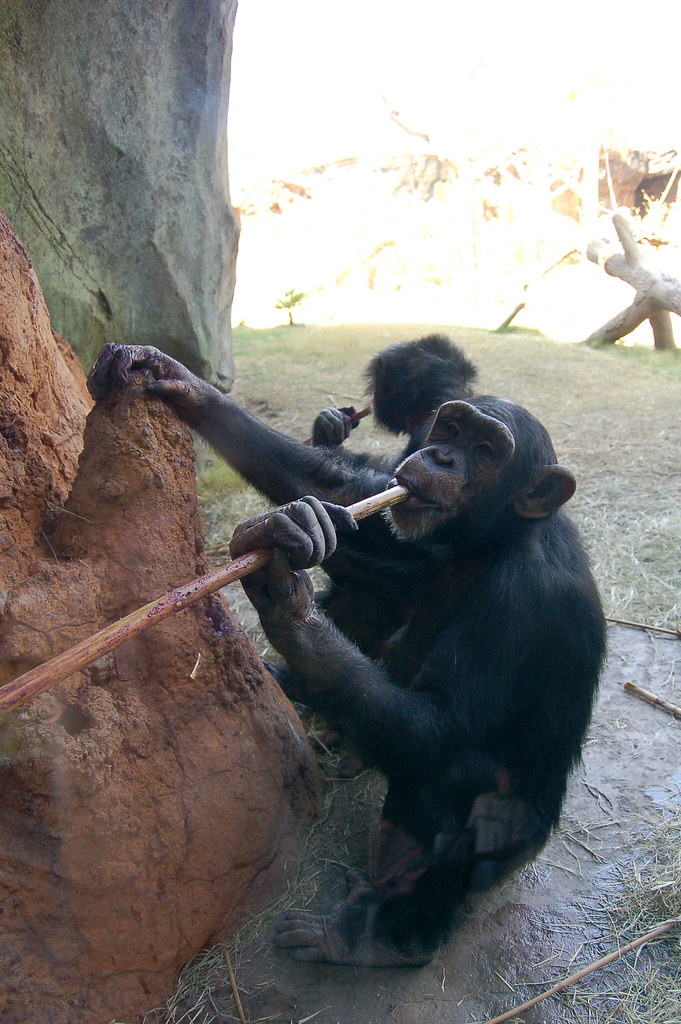 Chimpanzee holding wooden branch to mouth at the base of a termite mound.
