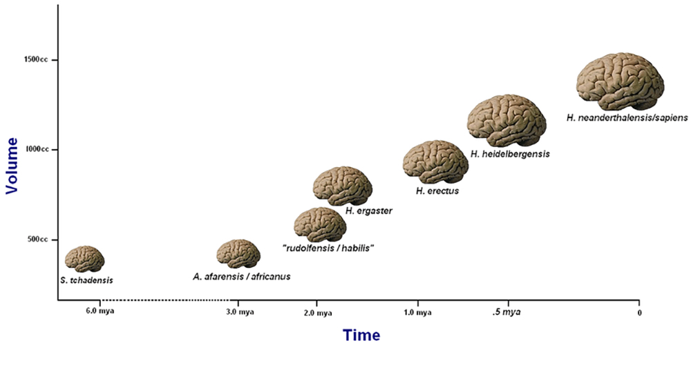 graph showing progression of brain sizes in genus Homo.