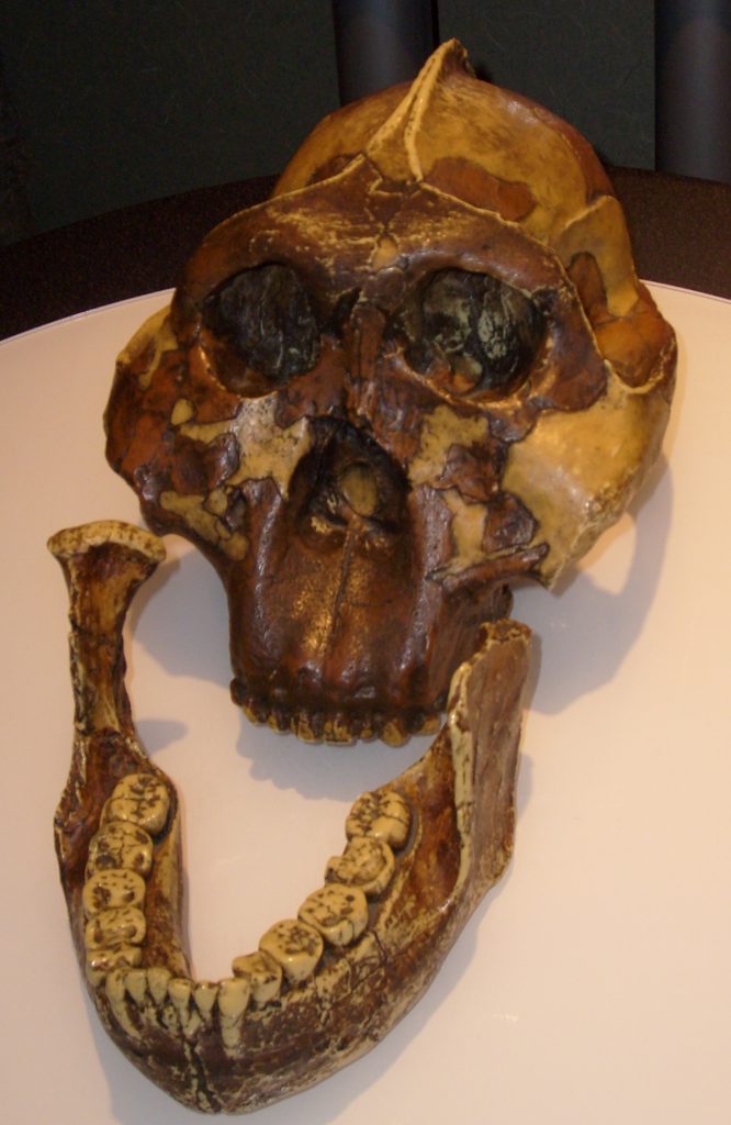 a fossil skull with protrusion on top and a dislocated jaw with large teeth.