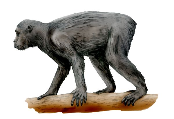 artist drawing of an early ape.