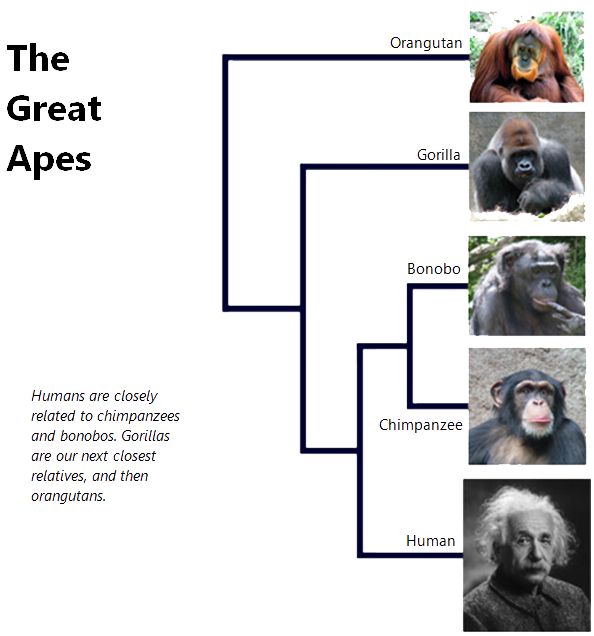 Phylogenetic chart of the apes.