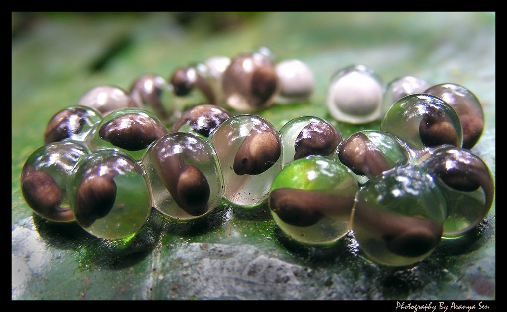 dozen or so small translucent eggs with developing tadpoles inside.