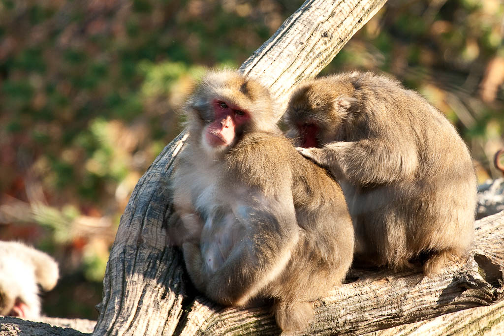 Two macaque monkeys sitting on a tree branch while one grooms the other's back.