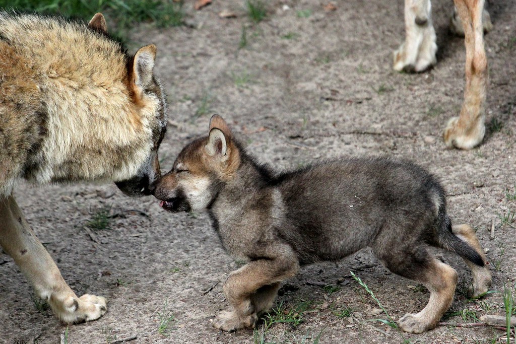 wolf pup noses adult wolf in greeting.