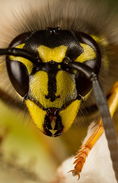 close up of a wasps face showing the detailed markings visible to other wasps.