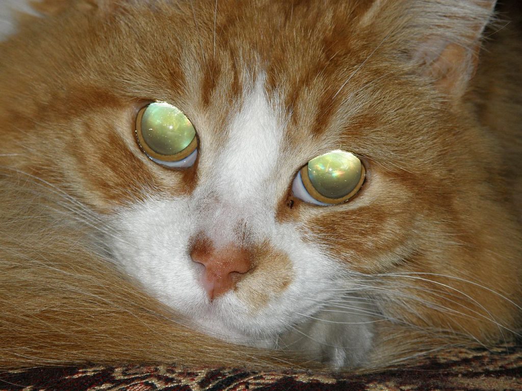 Close up of an orange cat with glowing eyes.