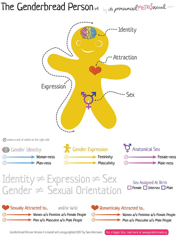 A gingerbread person is used to explain variations in gender, sex, and sexuality.