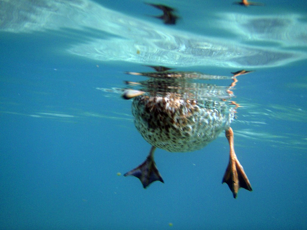 An underwater photo of a duck's belly and webbed feet.