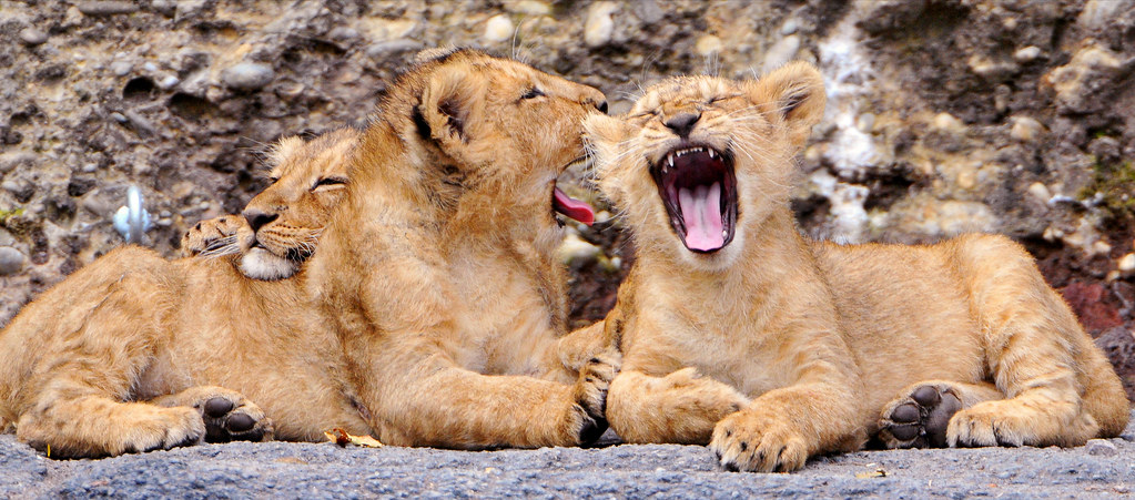 Three lion cubs cuddling and yawning.