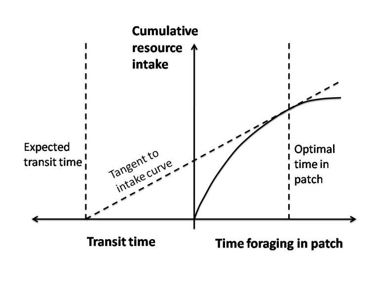 12.1 Optimal Foraging Theory – Introduction to Evolution & Human Behavior