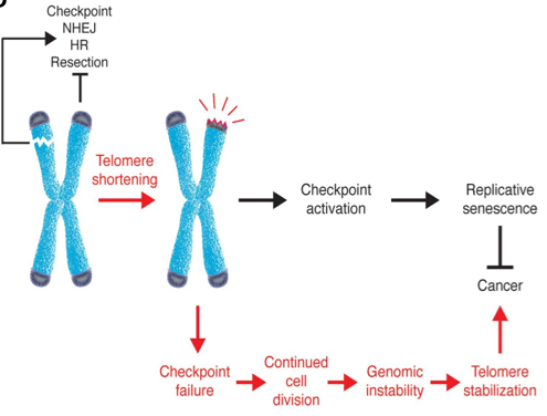 figure showing telomere shortening.