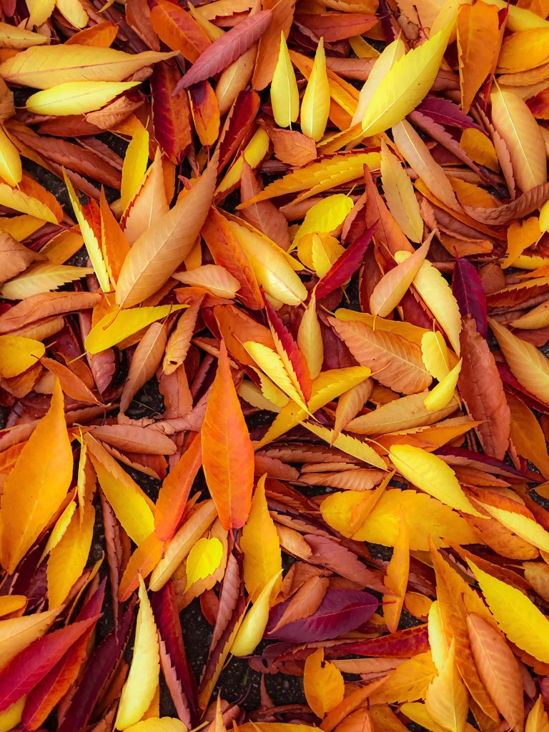 Orange and Yellow Leaves on Ground