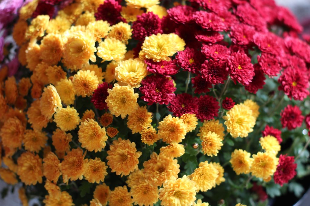 A pot of chrysanthemums, red and yellow.