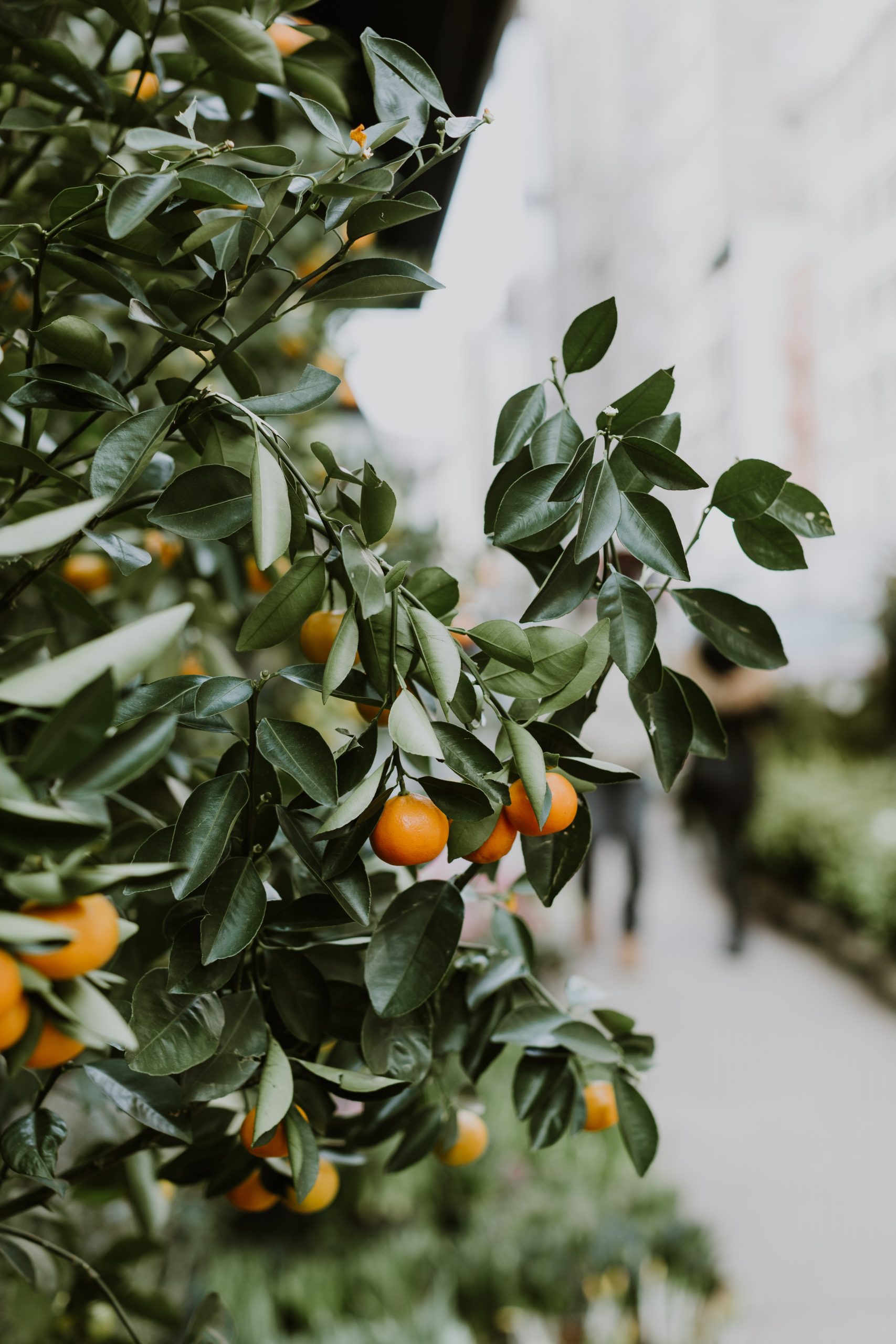 Orange tree