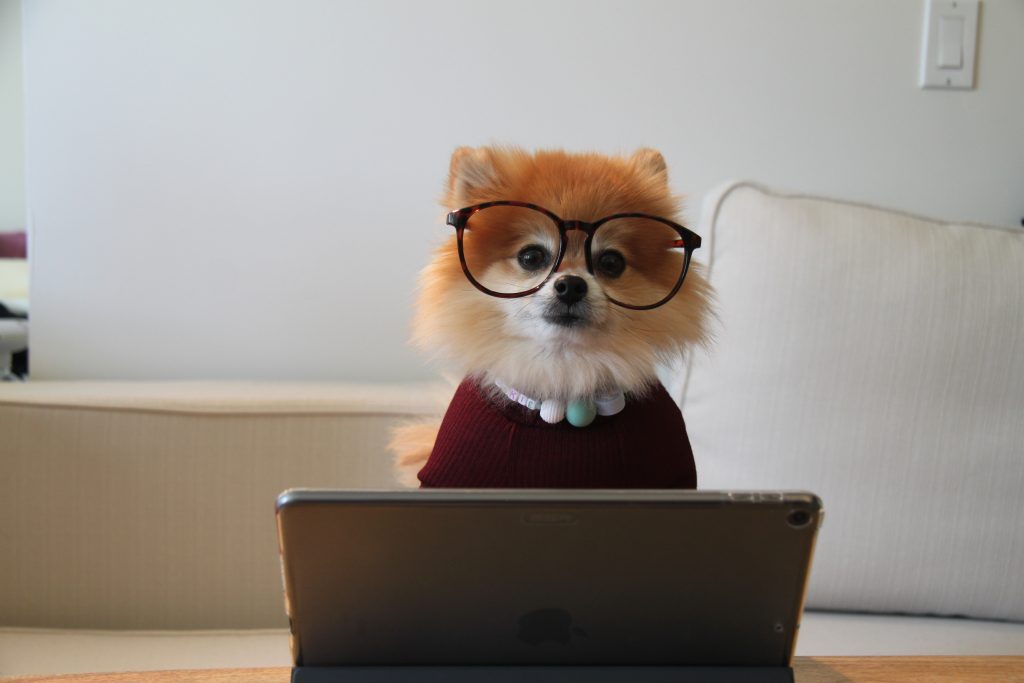 Pomeranian wearing glasses behind a laptop