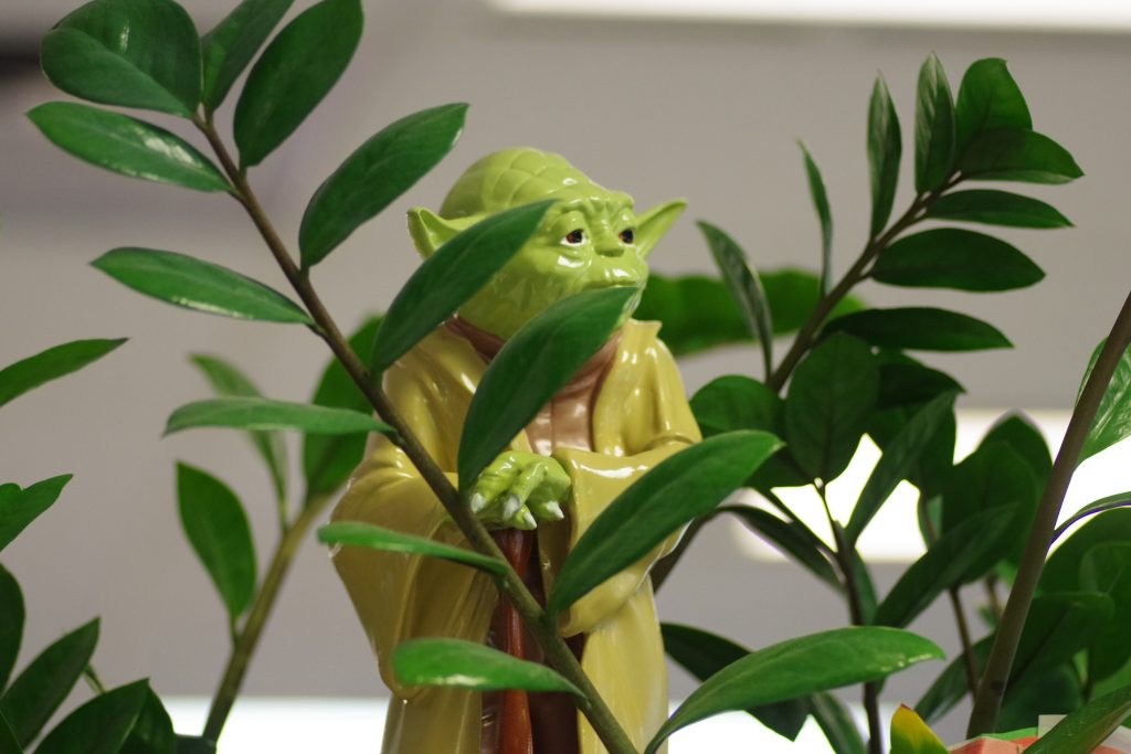 Mini Yoda in house plants