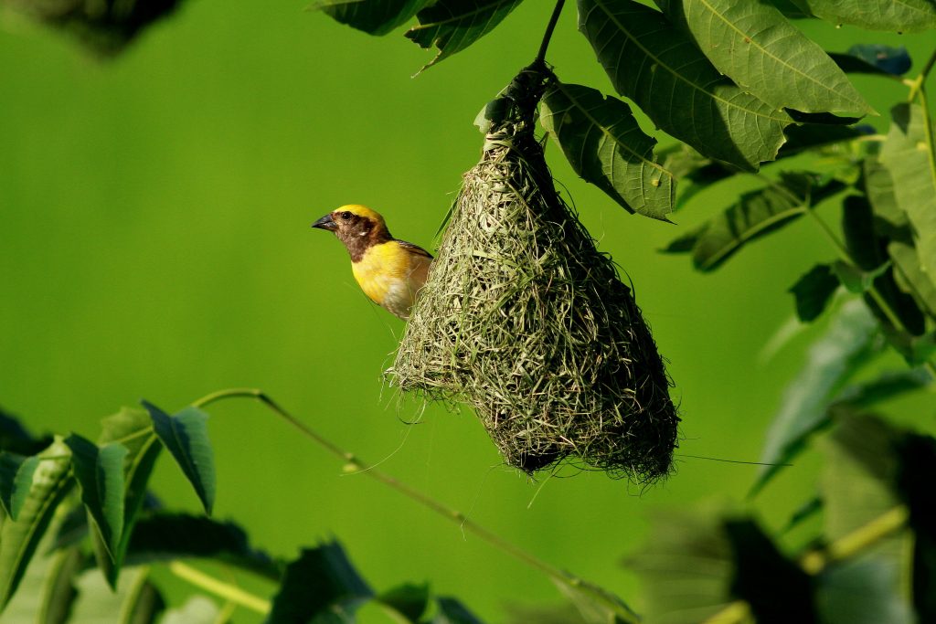 Yellow bird sticking its head outside a nest hanging in a tree with green leaves.