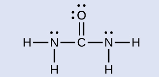A Lewis structure is shown in which a carbon atom is double bonded to an oxygen atom that has two lone pairs of electrons. The carbon atom forms single bonds to two nitrogen atoms. Each nitrogen is single bonded to two hydrogen atoms, and each nitrogen atoms has one lone pair of electrons.