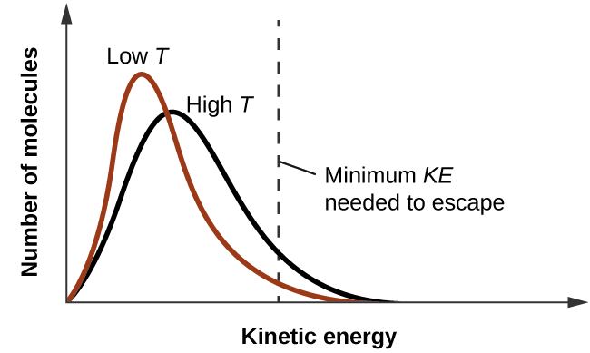 A graph is shown where the y-axis is labeled “Number of molecules” and the x-axis is labeled “Kinetic Energy.” Two lines are graphed and a vertical dotted line, labeled “Minimum K E needed to escape,” is drawn halfway across the x-axis. The first line move sharply upward and has a high peak near the left side of the x-axis. It drops just as steeply and ends about 60 percent of the way across the x-axis. This line is labeled “Low T.” A second line, labeled “High T,” begins at the same point as the first, but does not go to such a high point, is wider, and ends slightly further to the right on the x-axis.