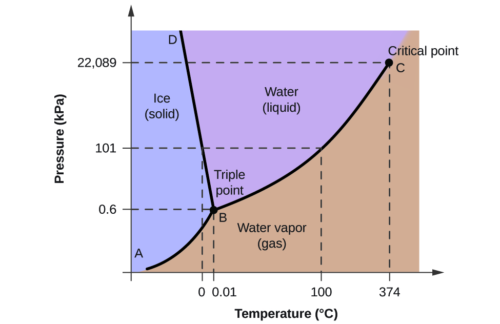 A graph is shown where the x-axis is labeled “Temperature in degrees Celsius” and the y-axis is labeled “Pressure ( k P a ).” A line extends from the origin of the graph which is labeled “A” sharply upward to a point in the bottom third of the diagram labeled “B” where it branches into a line that slants slightly backward until it hits the highest point on the y-axis labeled “D” and a second line that extends to the upper right corner of the graph labeled “C”. C is labeled “Critical point, with a dotted line extending downward to the x-axis labeled 374 degrees Celsius, and another dotted line extending to the y-axis labeled 22,089 k P a. The two lines bisect the graph area to create three sections, labeled “Ice (solid)” near the middle left, “Water (liquid)” in the top middle and “Water vapor (gas)” near the bottom middle. Point B is labeled “Triple point” and has a dotted line extending downward to the x-axis labeled 0.01, and another dotted line extending to the y-axis labeled 0.6. Halfway between points B and C a dotted line extends from the originally discussed line downward to the point 100 degrees Celsius on the x-axis, and another dotted line extends to the y-axis at 101 k P a. Another dotted line extends from this dotted line downward at 0 degrees Celsius.