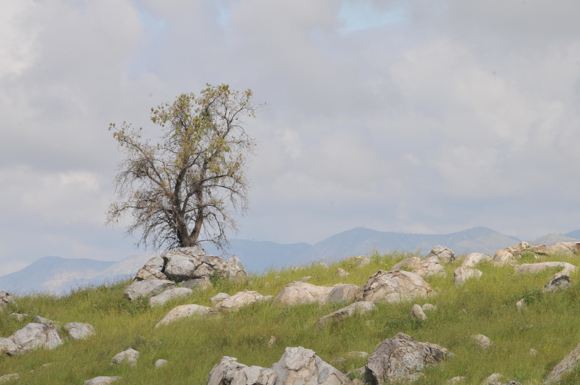 Tree on green hill with pile of rocks in front of the tree