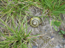 Spiral snail in grass