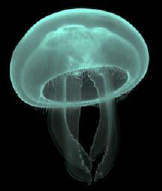 Glowing blue jellyfish