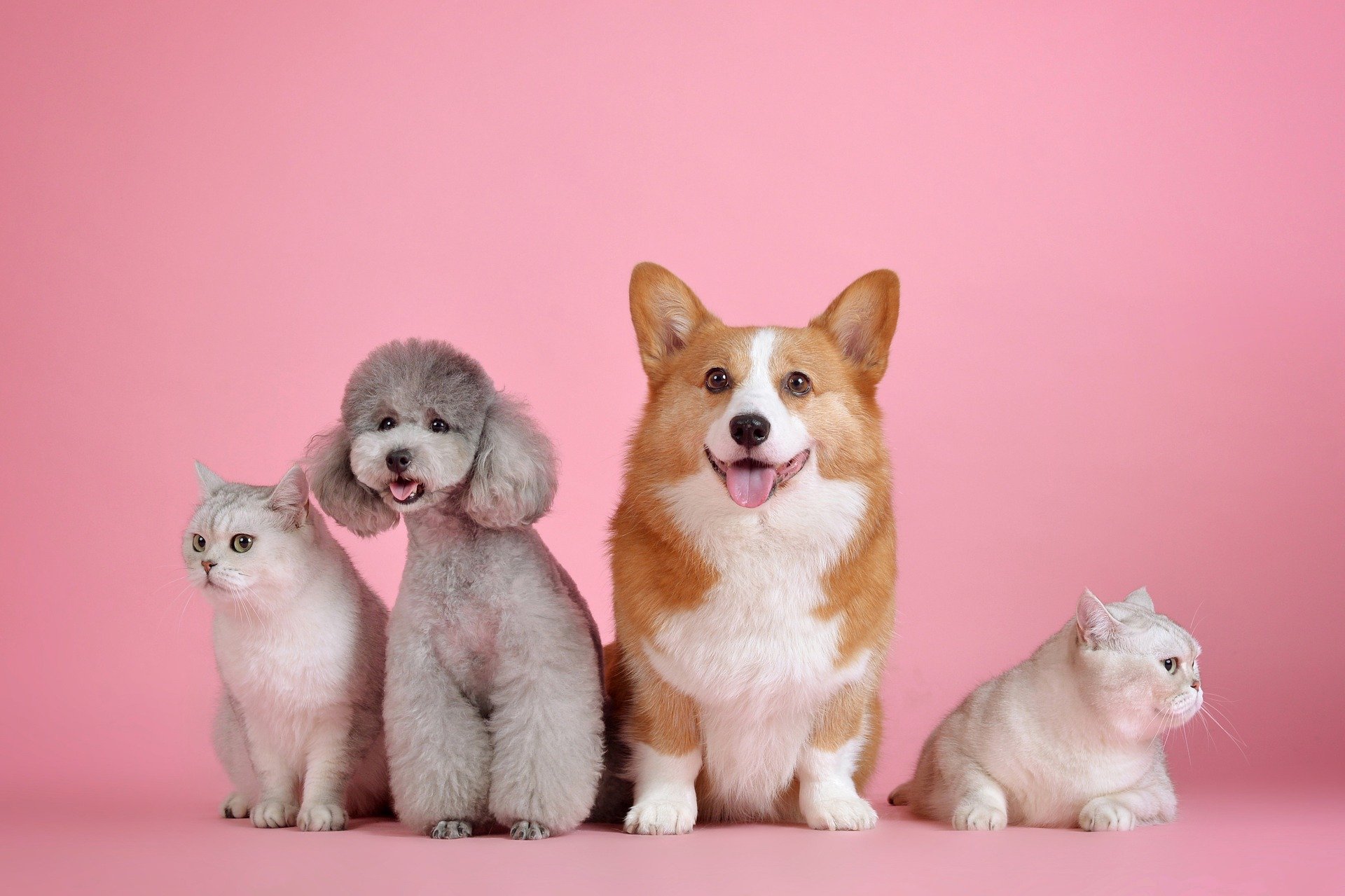 Two white cats, a small gray poodle, and a corgi sit for the photo in front of a pink background