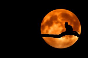 Silhouette of a cat sitting on a branch, in-front of a full orange moon.