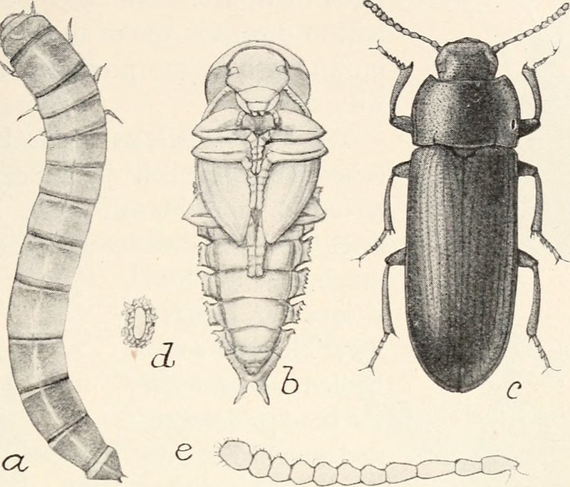 Cellular Respiration Biology I Introduction to Cell and Molecular
