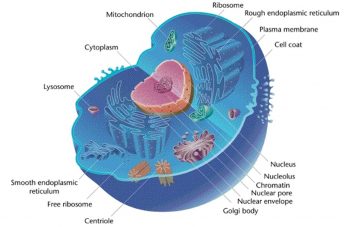 Microscopes and Cells – Biology I: Introduction to Cell and Molecular ...