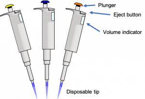 Parts of a pipette