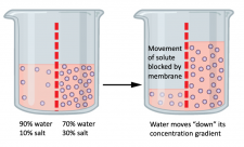 Diffusion and Osmosis – Biology I: Introduction to Cell and Molecular ...