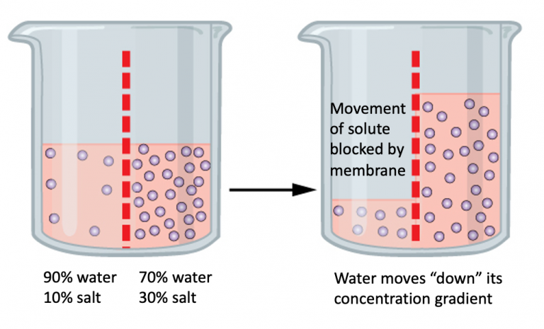 experiment diffusion and osmosis