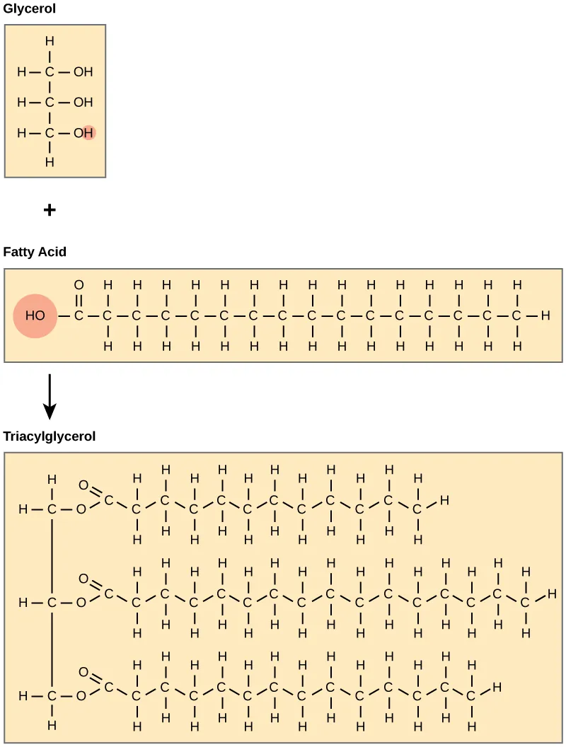 Joining three fatty acids to a glycerol backbone in a dehydration reaction forms triacylglycerol. Three water molecules release in the process.