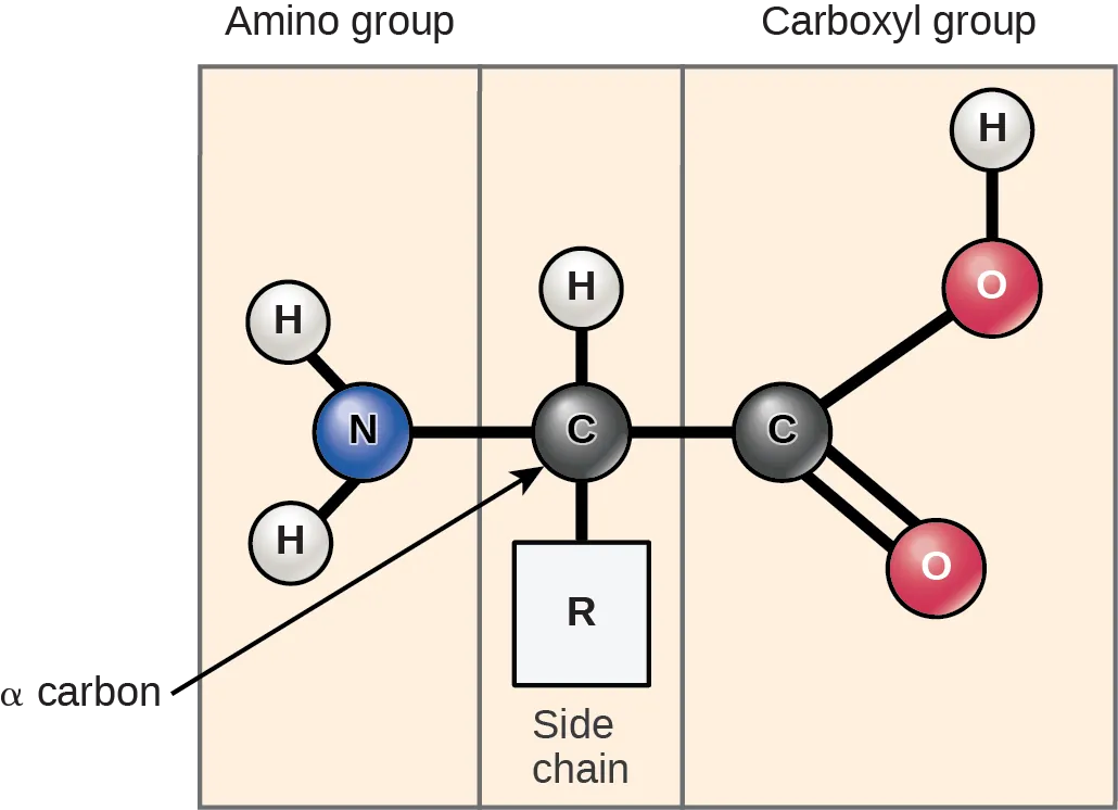 Amino acids have a central asymmetric carbon to which an amino group, a carboxyl group, a hydrogen atom, and a side chain (R group) are attached.